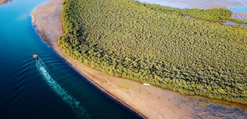 Mangrove Coastline