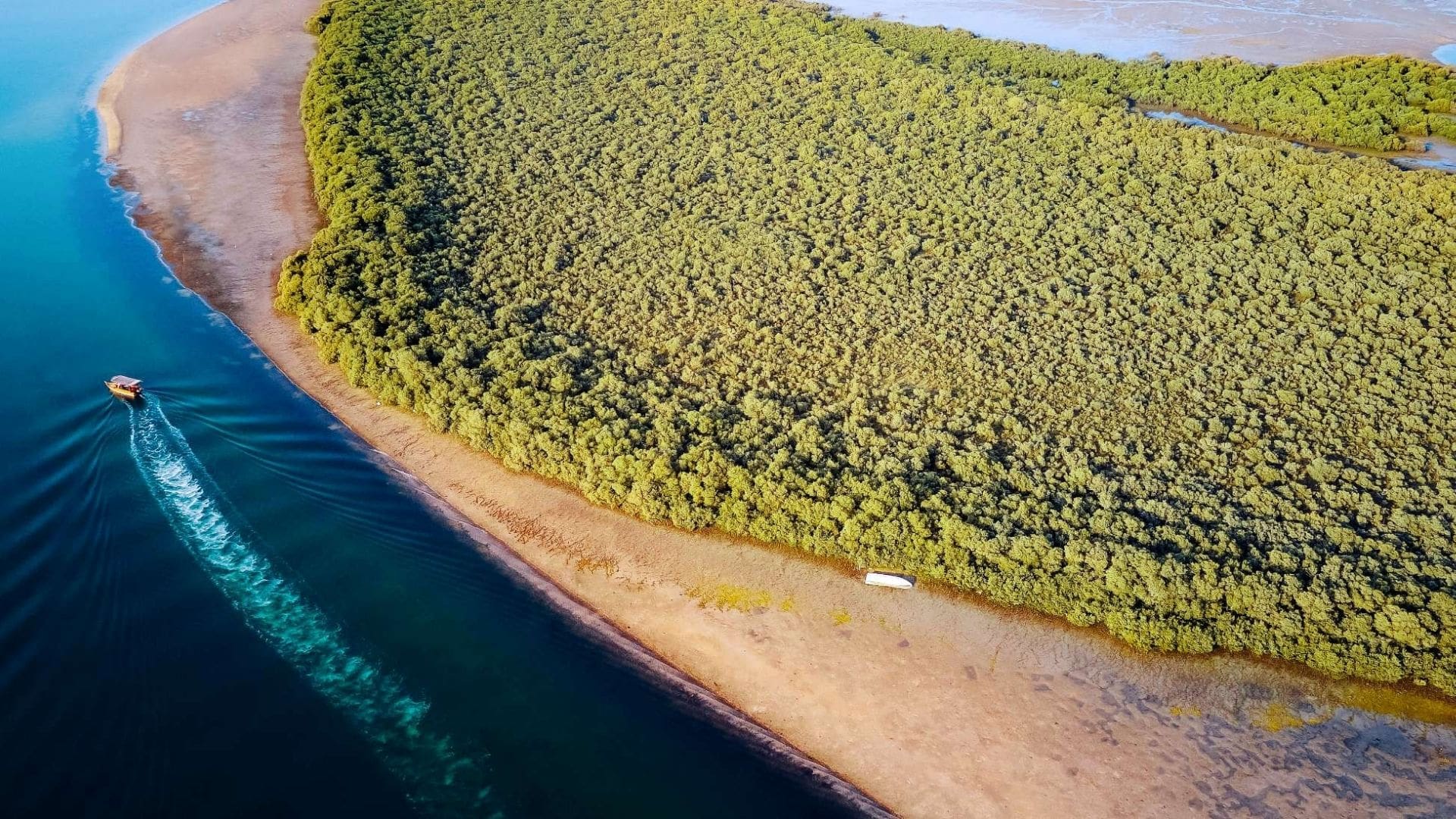 Mangrove_correct