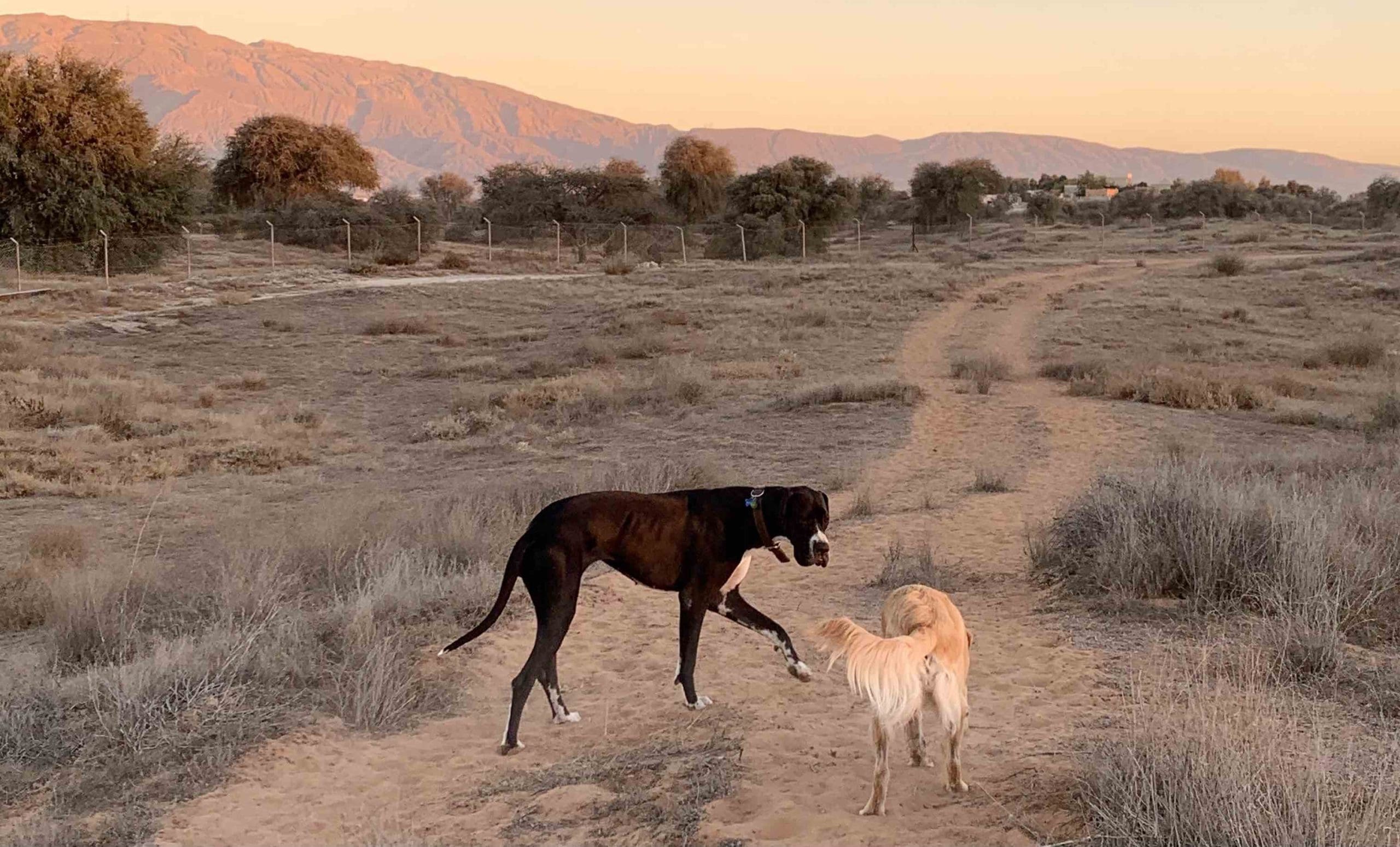RAK Glamping_Dogs