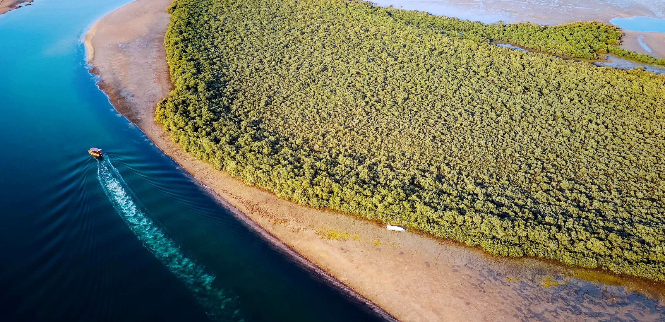 mangrove-coastline